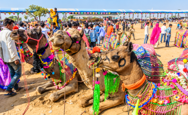 Pushkar Camel Fair 2026: Dates, Culture & Travel Guide