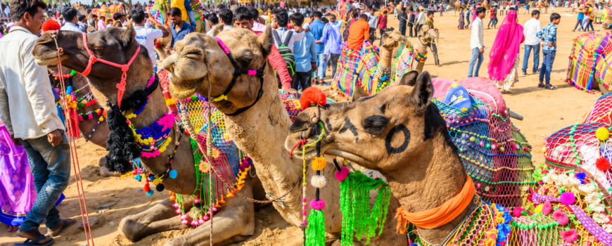 Pushkar Camel Fair 2026: Dates, Culture & Travel Guide